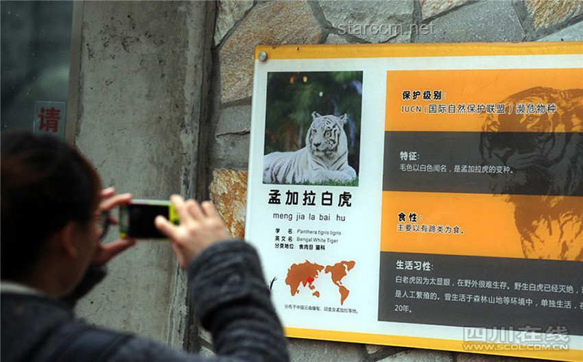 动物园“虎口夺食”事件：创新视角下的危机公关与生态教育🐯🦅